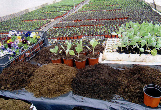 Како дезинфиковати земљиште за топле леје?